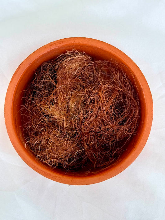 Corn Silk